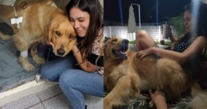 Golden Retriever diventa il cupido della situazione tra il suo proprietario e la studentessa di veterinaria