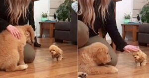 Golden Retriever diventa geloso e ha una reazione inaspettata quando riceve un nuovo giocattolo (VIDEO)