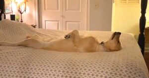 Una donna trova il suo Golden Retriever a dormire in una posizione davvero insolita (VIDEO)