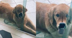 Golden Retriever fa una smorfia per attirare l’attenzione del proprietario e diventa virale (VIDEO)