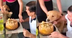 Golden Retriever impaziente non riesce ad aspettare il “Buon Compleanno” e mangia la torta della festa (VIDEO)