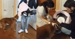 Golden Retriever festeggia l’arrivo della sorellina umana e ringrazia i proprietari per il regalo (VIDEO)