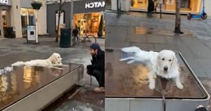 Golden Retriever si rifiuta di lasciare la fontana in mezzo al marciapiede e il filmato diventa virale (VIDEO)