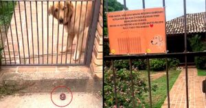 Golden Retriever gioca con la palla con gli estranei e il cartello chiede loro di non portare via il suo giocattolo preferito (VIDEO)