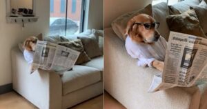 Riley, il Golden Retriever a cui piace leggere il giornale (VIDEO)