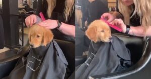 Golden Retriever ottiene una giornata di bellezza e delizia tutti i clienti del salone (VIDEO)