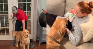 Golden Retriever ha una reazione adorabile quando incontra la sua sorellina umana e il video diventa virale (VIDEO)