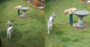 Golden Retriever ignora la piscina per i cani per fare il bagno in quella degli uccelli (VIDEO)