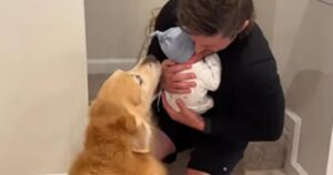 Golden Retriever incontrano il fratellino umano per la prima volta (VIDEO)