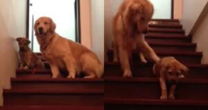 Golden Retriever insegna al cucciolo come utilizzare le scale nel modo più dolce possibile (VIDEO)