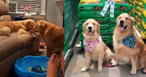 Golden Retriever interviene quando sente la sua sorellina far rumore (VIDEO)