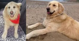 Con il suo gesto amorevole, un tassista esaudisce il desiderio di un Golden Retriever malato: fare una passeggiata in spiaggia