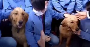 Golden Retriever scappa per ringraziare i medici che lo hanno accolto quando aveva perso il suo proprietario (VIDEO)