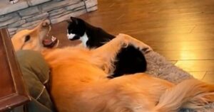 Golden Retriever mostra i denti al gatto e la reazione del felino è commovente (VIDEO)