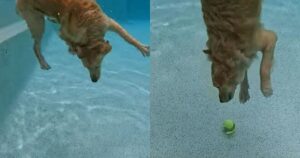 Golden Retriever mostra le sue abilità di immersione raccogliendo una pallina da tennis (VIDEO)