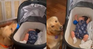 Golden Retriever non capisce perché la bambina non giochi con lui (VIDEO)