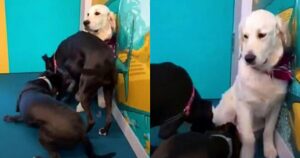 Golden Retriever non sapeva giocare fino a quando non ha incontrato un gattino (VIDEO)