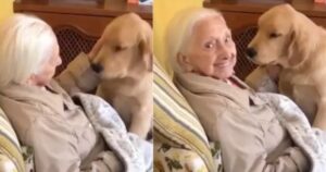 Golden Retriever si prende cura della nonna di 100 anni: “dategli tutto l’amore del mondo” (VIDEO)