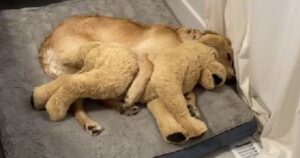 Golden Retriever dimostra tutto il suo amore nei confronti di un peluche (VIDEO)