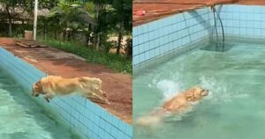 Golden Retriever non riesce a credere che la sua famiglia gli abbia preparato una piscina e mostra tutta la sua felicità (VIDEO)