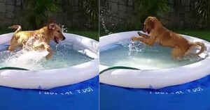 Golden Retriever estasiato dopo essere entrato in piscina per la prima volta (VIDEO)