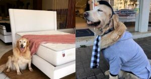 Golden Retriever promosso a manager e blogger in un negozio di materassi