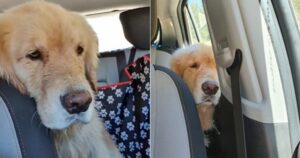 Quattro ore non sono bastate: Golden Retriever è rattristato perché il suo proprietario ha terminato la sua passeggiata al parco (VIDEO)