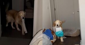 Golden Retriever è dipendente dal regalare oggetti al suo proprietario e il video diventa virale (VIDEO)