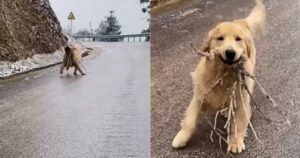 Golden Retriever scivola su una strada ghiacciata mentre cerca di portare un regalo alla sua proprietaria (VIDEO)