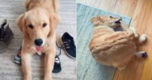 Golden Retriever si dimena per afferrarsi la coda e il video diventa virale (VIDEO)