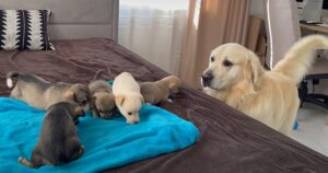 Golden Retriever si emoziona quando vede i cuccioli salvati dal suo proprietario (VIDEO)