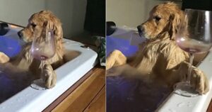 Golden Retriever si gode l’idromassaggio e il filmato diventa virale (VIDEO)