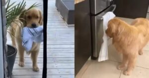 Golden Retriever che ama rubare gli strofinacci dalla cucina diventa un’icona su Instagram (VIDEO)