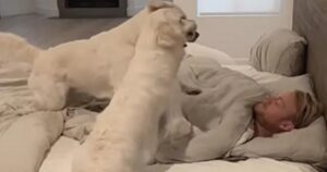 Un uomo mostra come i suoi Golden Retriever lo svegliano anche senza sveglia (VIDEO)