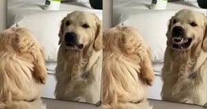 Golden Retriever ricrea la scena del tassista davanti lo specchio e diventa virale (VIDEO)