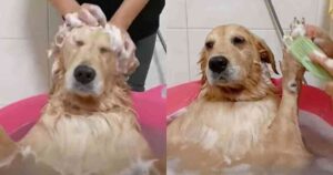 Golden Retriever si gode la vasca da bagno e diventa virale nel web (VIDEO)