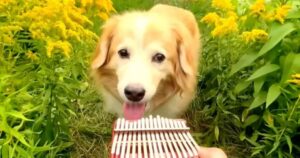 Golden Retriever diventa il protagonista di un video musicale e delizia tutti gli utenti del web (VIDEO)