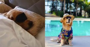 Inácio, il Golden Retriever pet influencer che vanta una vita invidiabile (VIDEO)