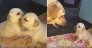 Cuccioli di Labrador Retriever discutono e vengono rimproverati dalla loro mamma (VIDEO)