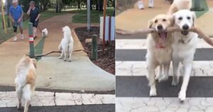 Mamma Golden Retriever aiuta il suo cucciolo a superare gli ostacoli con il suo ramo preferito (VIDEO)