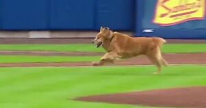 Rookie il Golden Retriever interrompe la partita di baseball e nessuno si lamenta (VIDEO)