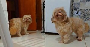 La dolce follia dello Shih Tzu: Un divertente video mostra il cane che gira per casa con una dentiera, conquistando il cuore di tutti (VIDEO)