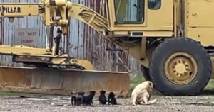 Una donna si imbatte in un’adorabile famigliola di cuccioli che vive in un fienile abbandonato