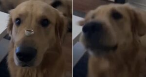 La donna annuncia il suo fidanzamento mettendo l’anello sopra il muso del Golden Retriever ma non finisce bene (VIDEO)