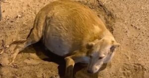 Cagnolina incinta stramazza per terra prima di essere salvata: in clinica nasceranno innumerevoli cuccioli (VIDEO)