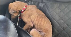 Non riusciva più a guardare nessuno negli occhi, la trasformazione di un’adorabile cagnolina (VIDEO)