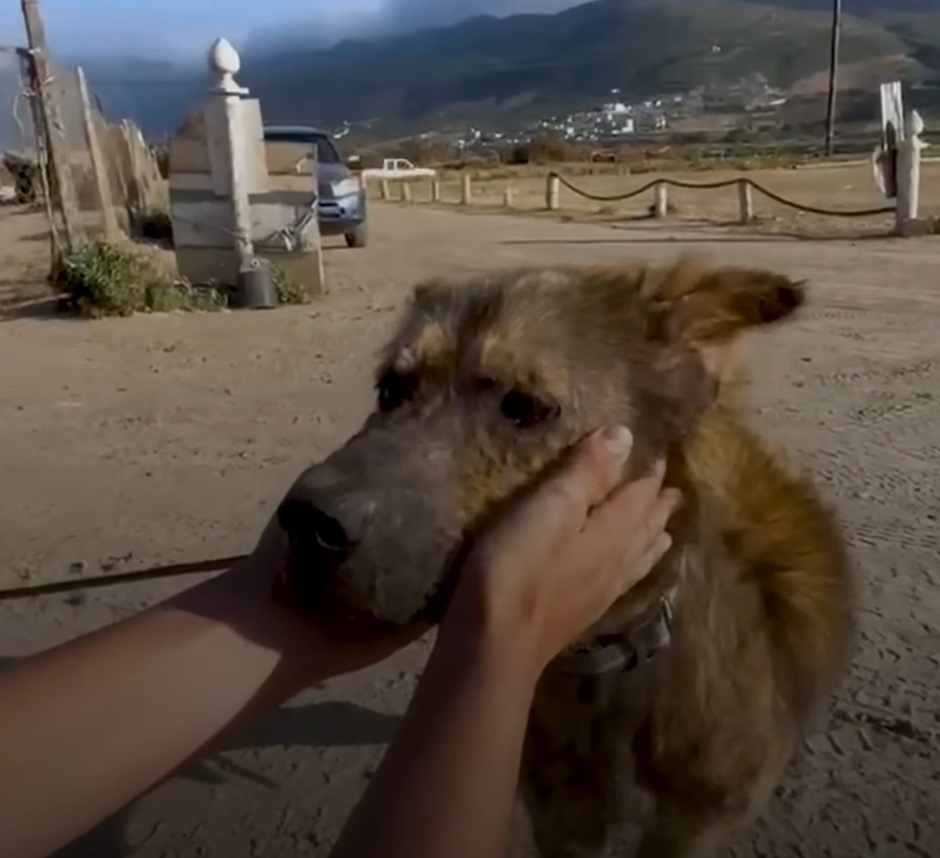 cagnolino sembra coyote