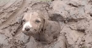 Cagnolino trovato bloccato nel terreno paludoso, viene tirato fuori miracolosamente