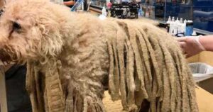 Cagnolino stava soccombendo sotto il peso del suo pelo, portato urgentemente al rifugio