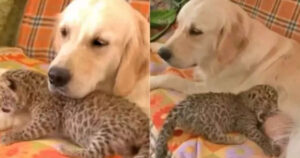 Golden Retriever accoglie un cucciolo di leopardo rifiutato dalla propria madre (VIDEO)